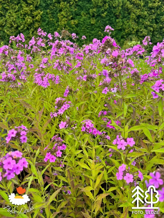 Phlox paniculata   'Hesperis'